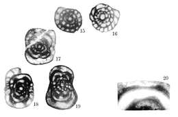 Image of Pseudostaffella needhami Thompson 1942