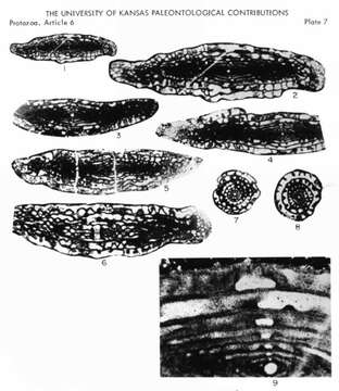 Image of Fusulinellidae