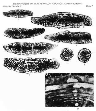 Image de Thompsonella rugosa Skinner & Wilde 1965