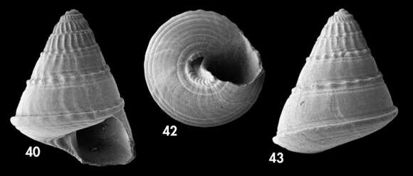 Image of Asthelys hyeresensis Hoffman, Gofas & Freiwald 2020