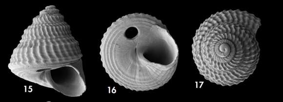 Image of Basilissopsis athenae Hoffman, Gofas & Freiwald 2020