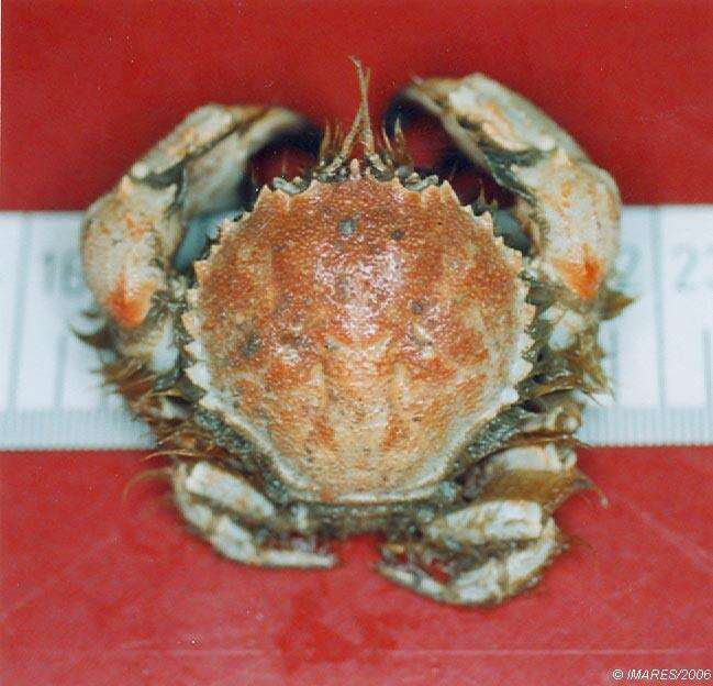 Image of circular crab