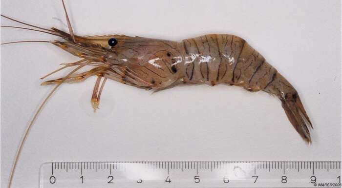 Image of Common prawn