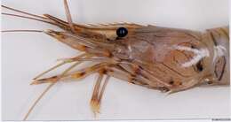 Image of Common prawn