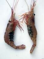 Image of Common prawn