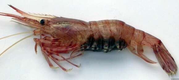 Image of Common prawn