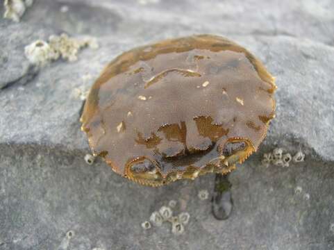 Image of Chinese mitten crab