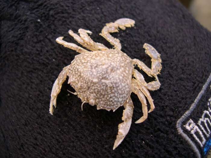 Image of Pennant's swimming crab