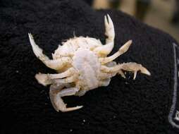 Image of Pennant's swimming crab