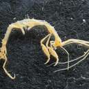 Image of long-horned skeleton shrimp