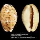 Image of Luria cinerea brasilensis Lorenz 2002