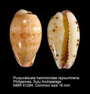 Image of Purpuradusta hammondae raysummersi Schilder 1960