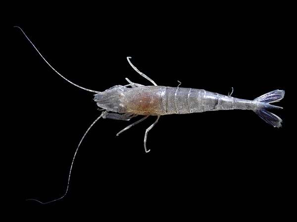 Image of Common shrimp