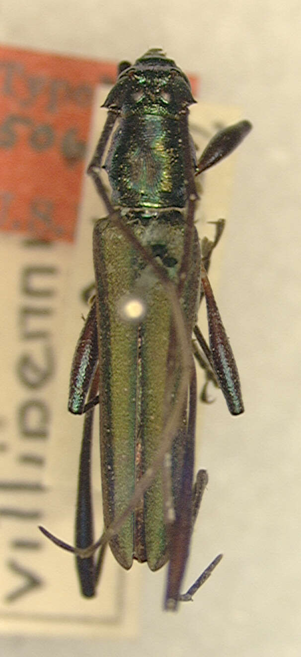 Image of Chloridolum vittipennis Fisher 1934