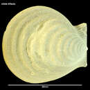 Plancia ëd Hyalopecten pudicus (E. A. Smith 1885)