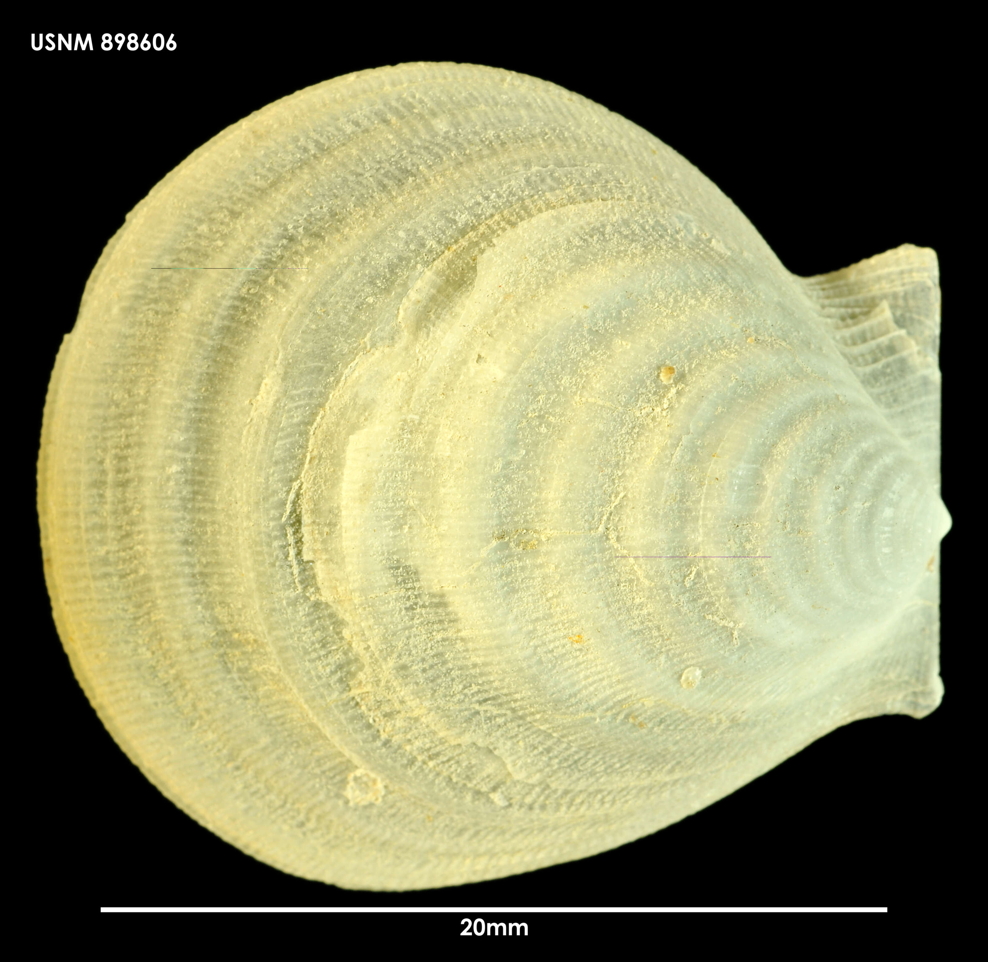 Plancia ëd Hyalopecten Verrill 1897