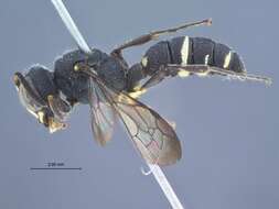 Image of Aculeata