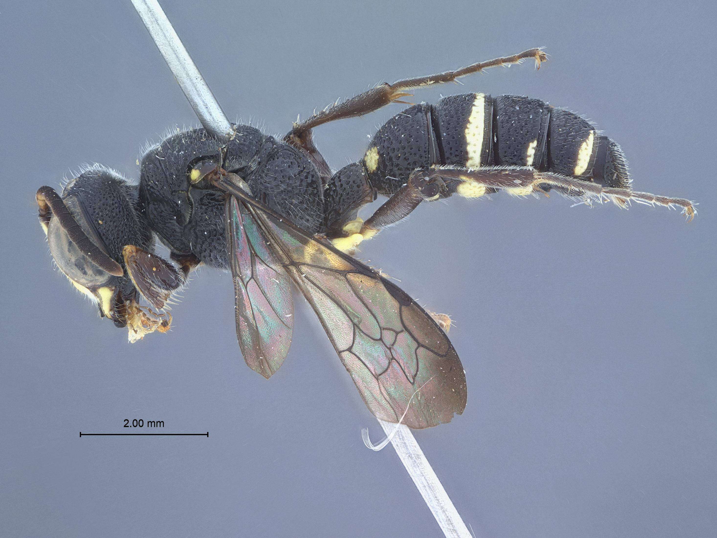 Image of Aculeata