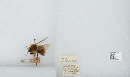 Image of Fernald's Cuckoo Bumble Bee