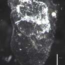 Sivun Gilia reticulata (Totton 1954) kuva
