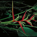 صورة Heliconia fugax L. Andersson