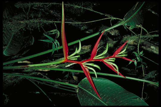 Image of Heliconia fugax L. Andersson