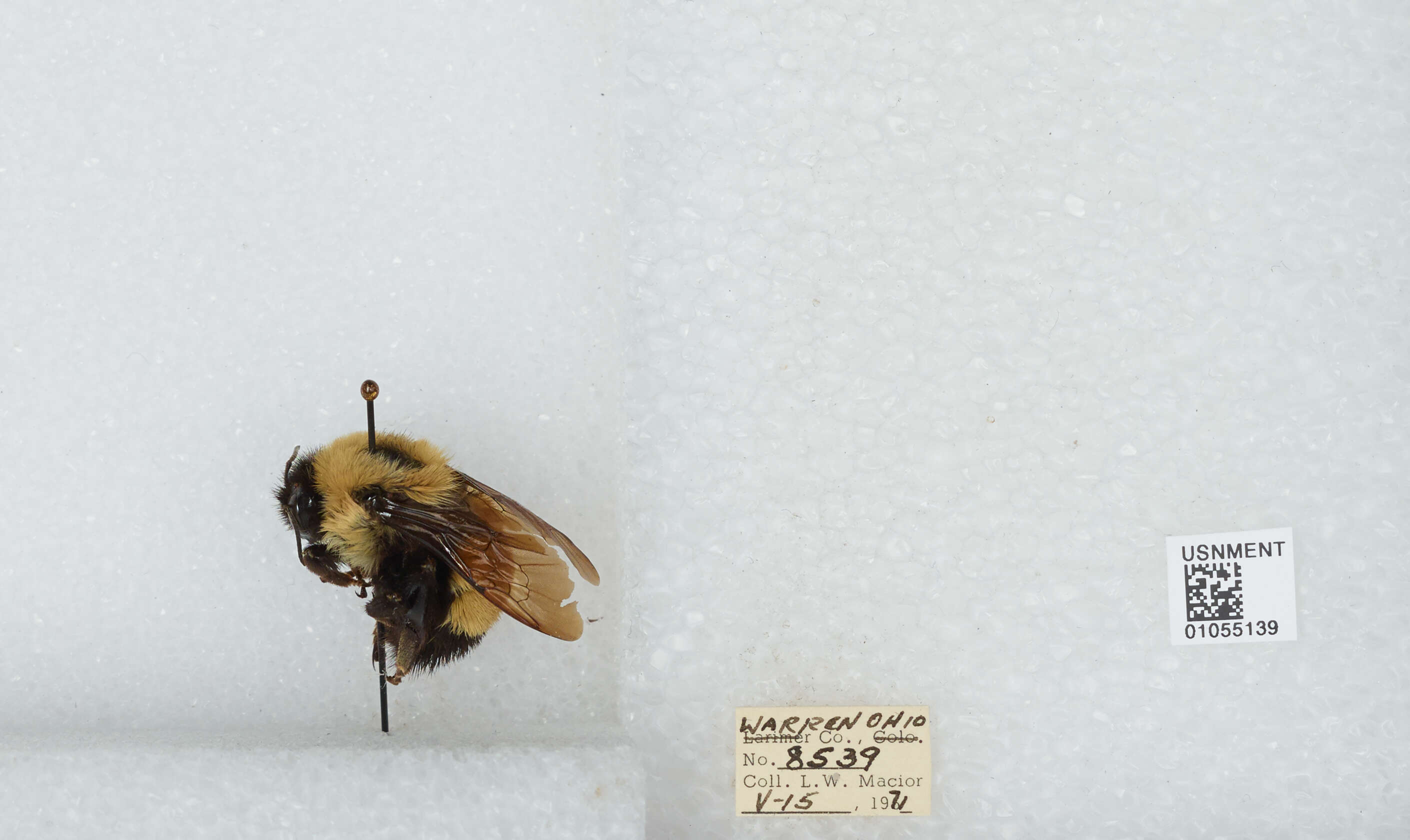 Image of Rusty patched bumble bee