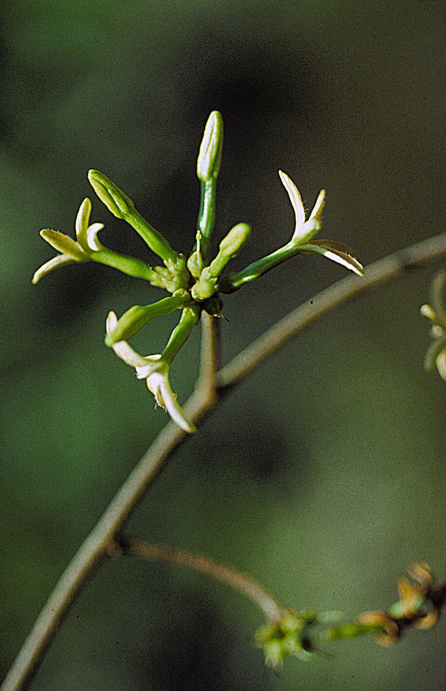 Image of Apocynaceae