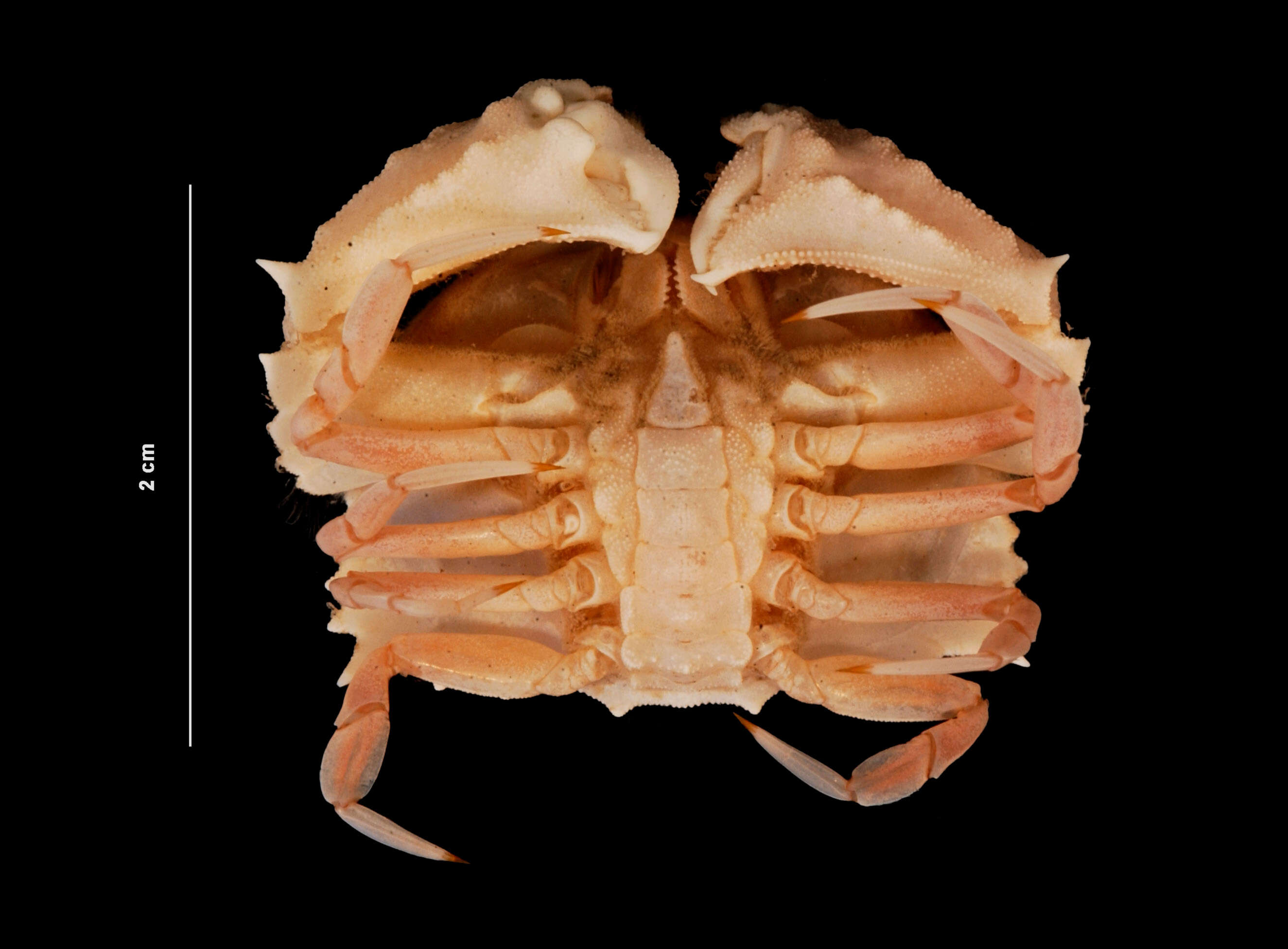 Image of yellow box crab