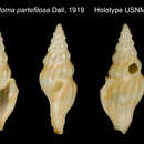 Image of Glyphostoma partefilosa Dall 1919