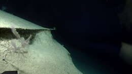 Image of Four-stick Black Coral