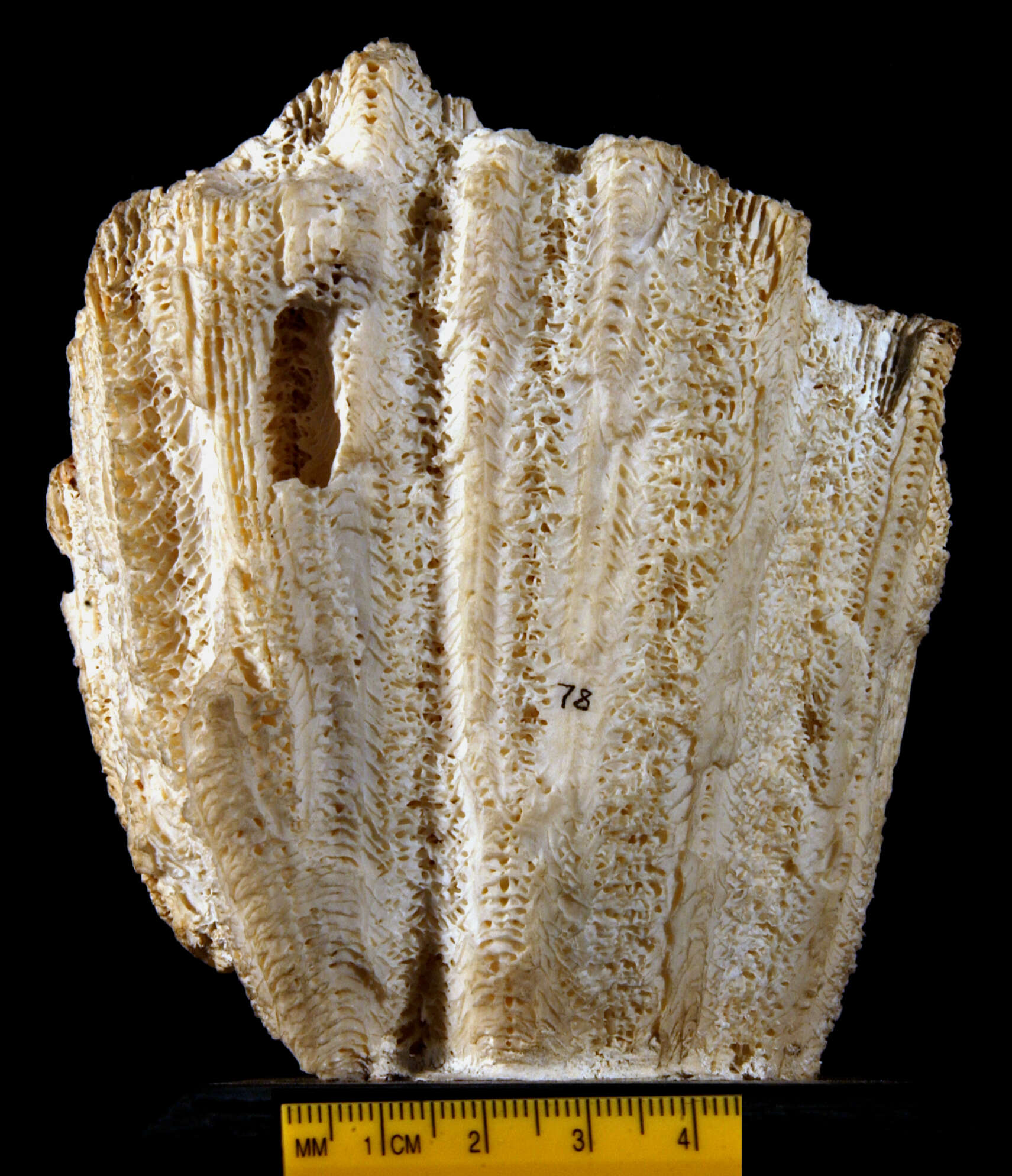 Image of Astraea filicosa Dana 1846