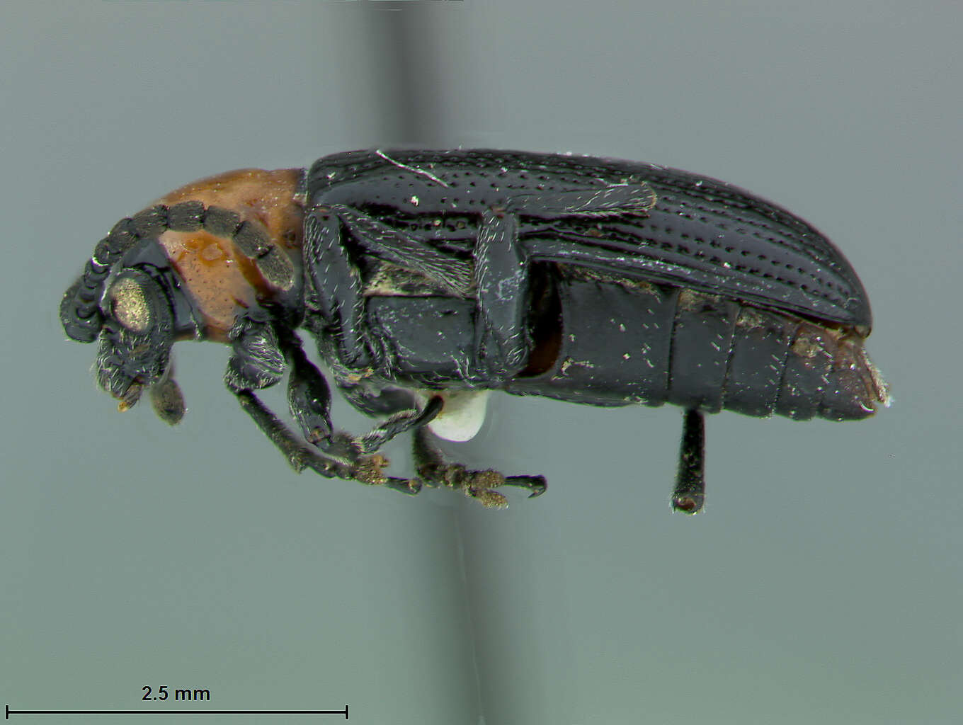 Image of Oulema (Hapsidolemoides) laticollis R. White 1993