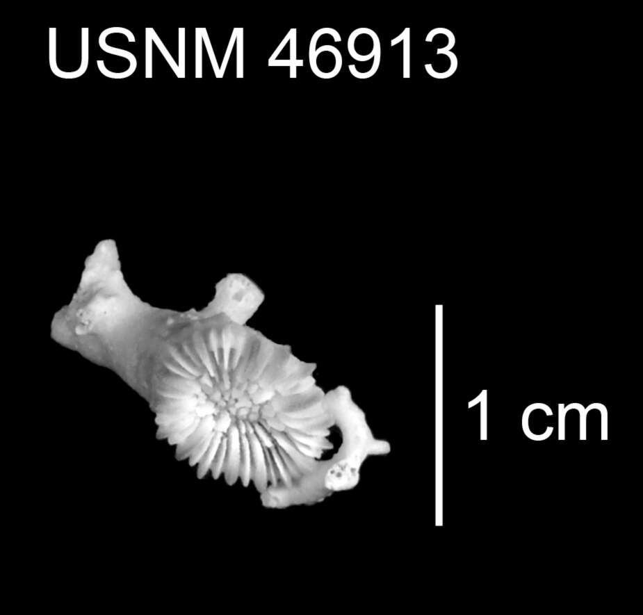 Imagem de Trochocyathus (Trochocyathus) fasciatus Cairns 1979