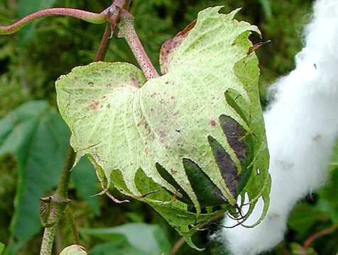 Image of Sea Island Cotton