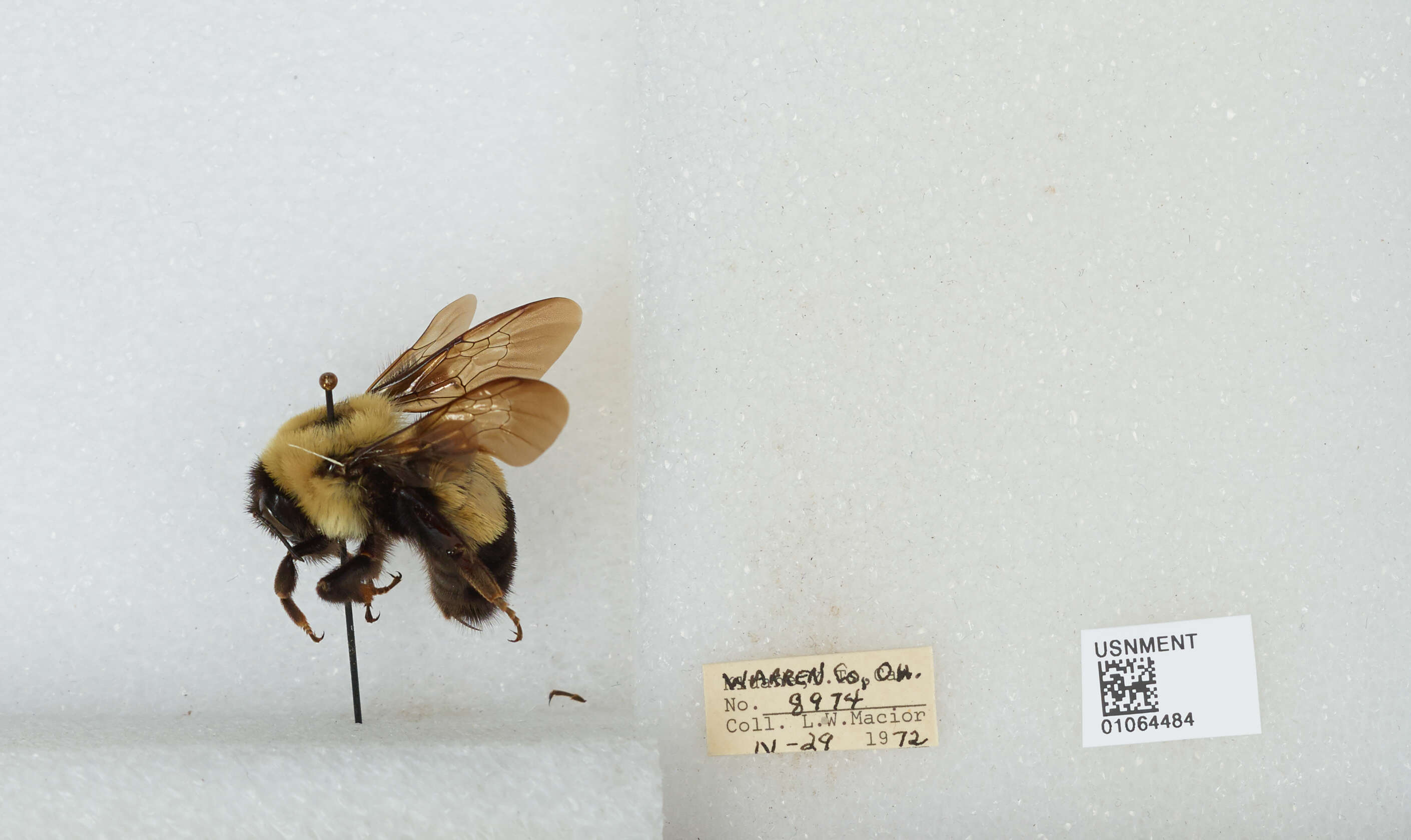 Image of Rusty patched bumble bee