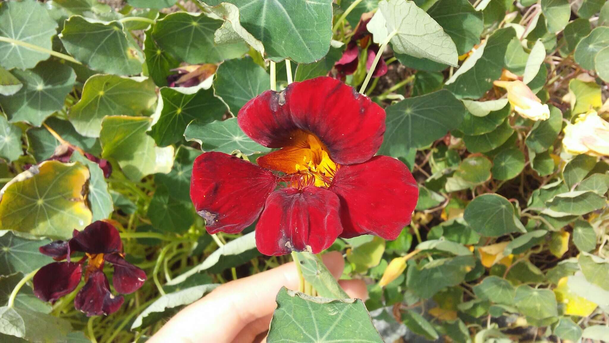 Image of Garden Nasturtium