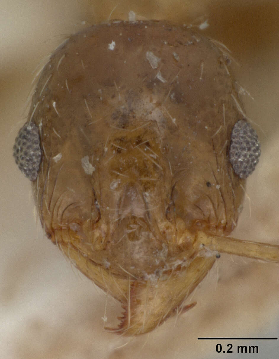 Plancia ëd <i>Pheidole javana</i> Mayr