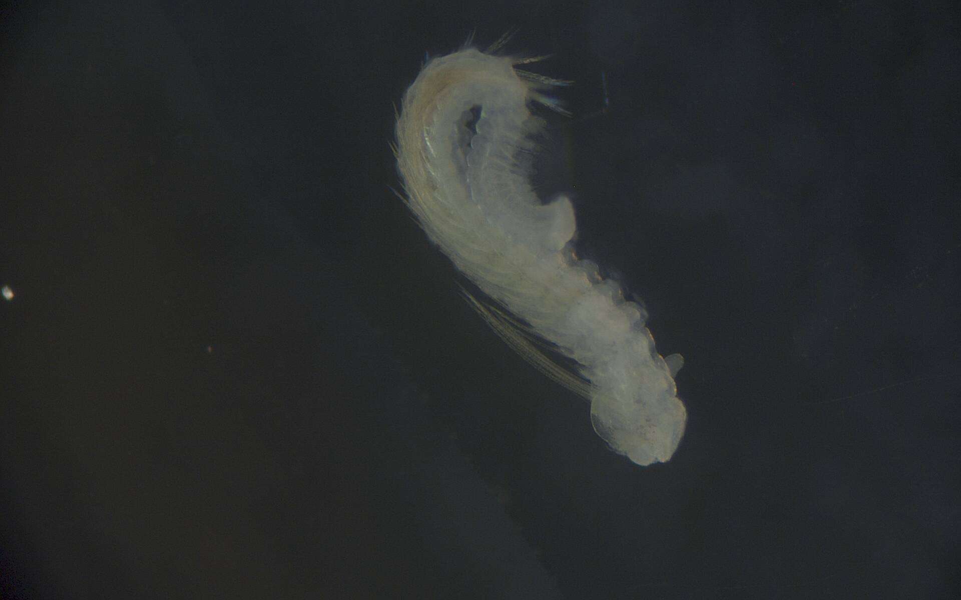 Image of Spionidae