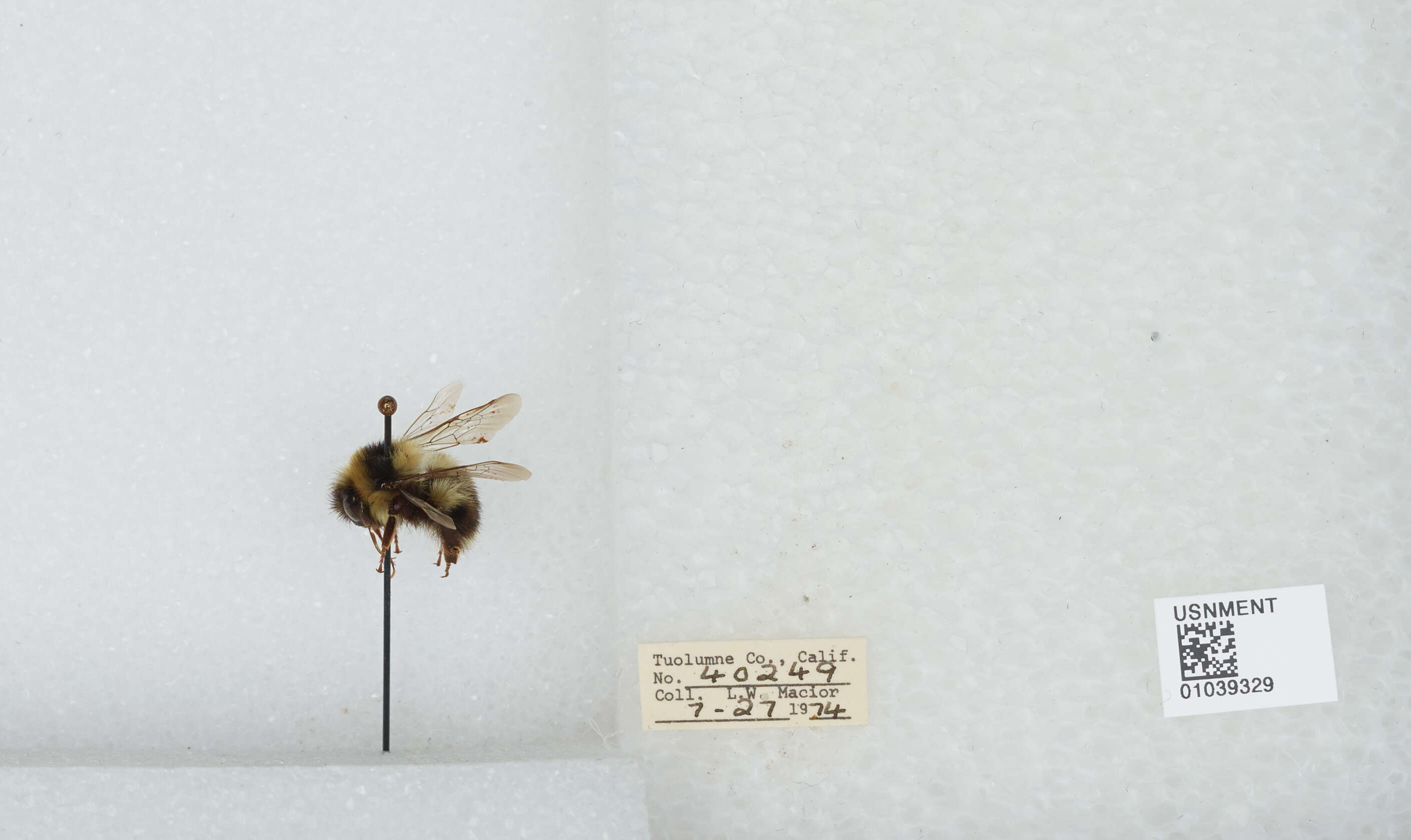 Слика од Bombus rufocinctus Cresson 1864