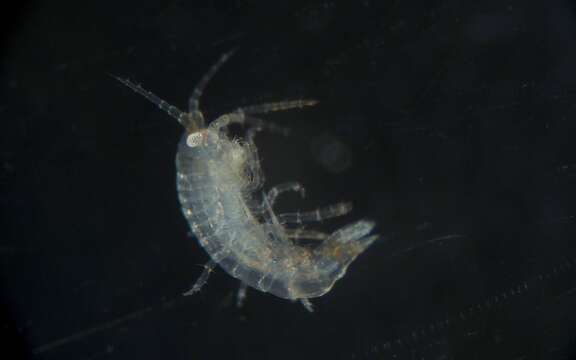 Image of Amphipoda