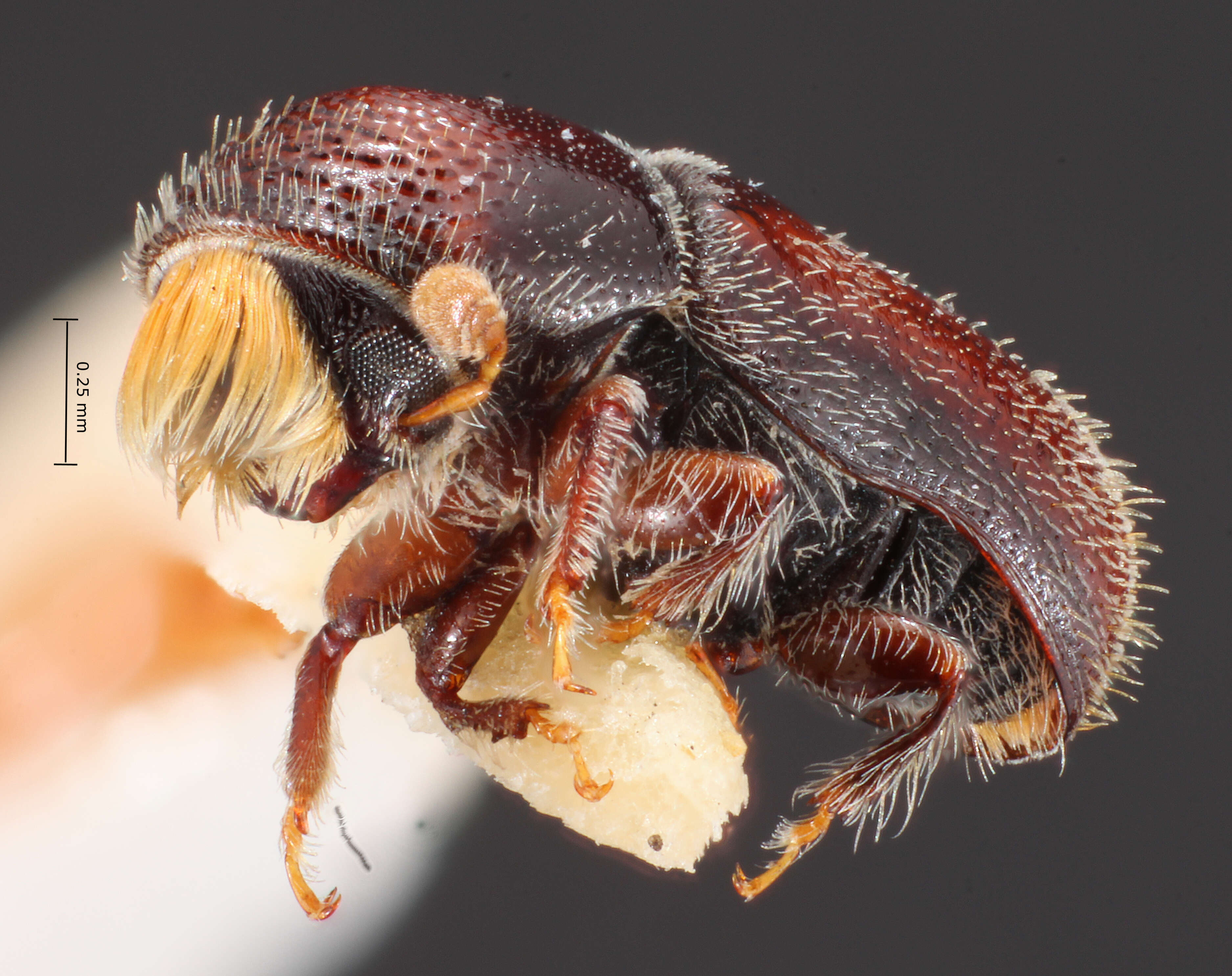 Image of Pseudopityophthorus yavapaii Blackman 1931