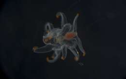 Image of Astropectinidae