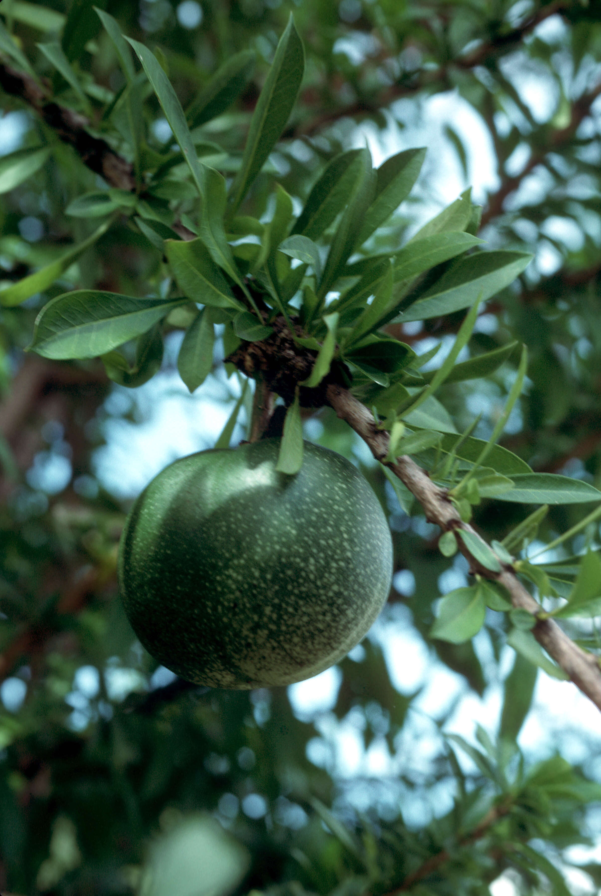 Crescentia cujete L. resmi