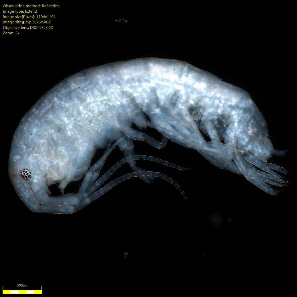 Image of Melita nitida S. I. Smith ex Verrill 1873