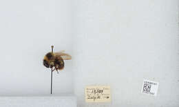 Image of Golden-belted Bumble Bee