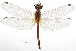 Image of Cherry-faced Meadowhawk