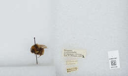 Слика од Bombus occidentalis Greene 1858