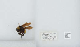 Image of American Bumblebee