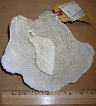 Image of Lamarck´s sheet coral